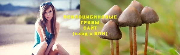 гидра Аркадак